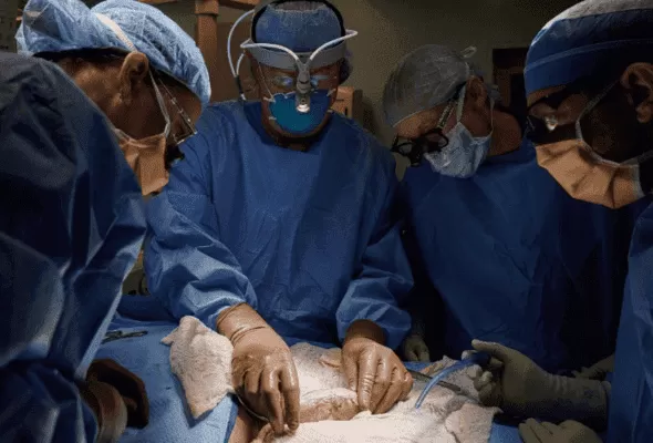 Experimental Pig Kidney Transplant Patient Passes Away